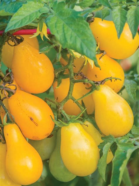 Tomato Yellow Pear Burpee