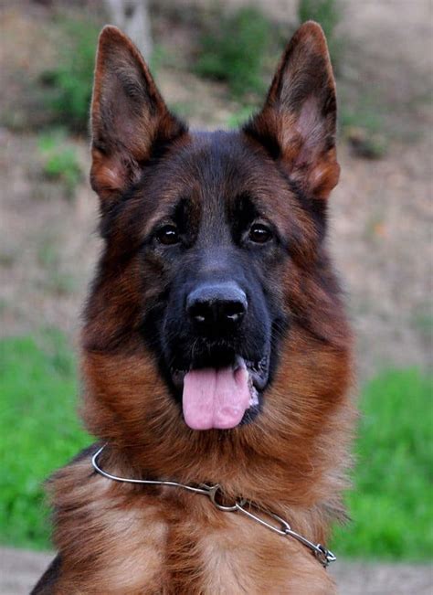15 Best Guard Dogs In South Africa Breeds With Pictures Za