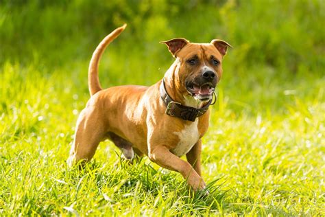 The Best Guard Dog Breeds For Protection Readers Digest