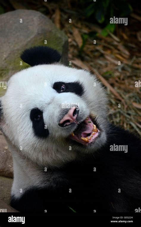 Black And White Panda Bear Growls And Shows Teeth While Looking At
