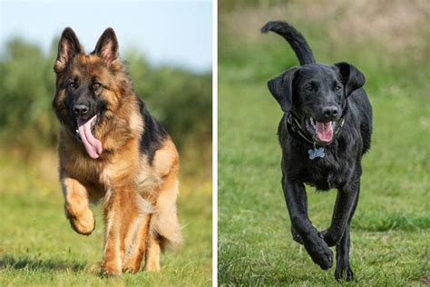 German Shepherd Vs Labrador Retriever My Dogs Name