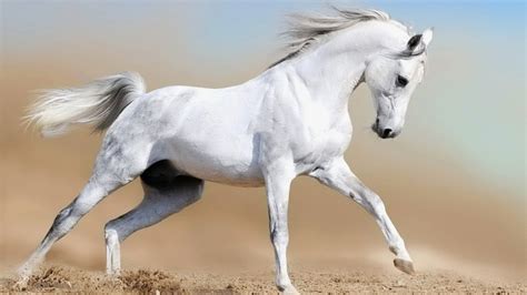 Most 10 Beautiful Running Animals New Hd Wallpapers 2014