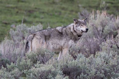 Gray Wolf Roads End Naturalist