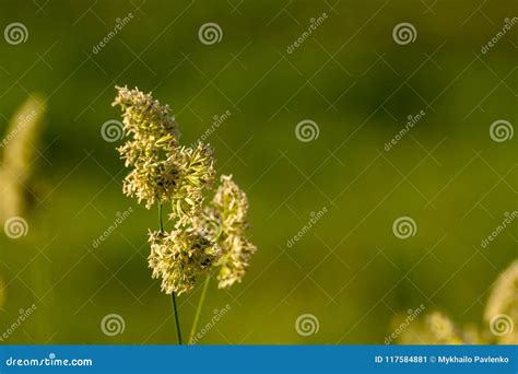 High Grass On A Summer Green Meadow Filled With Light Stock Image