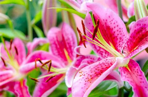 Stargazer Lily For A Vibrant Garden Uncover The Secrets To Growing