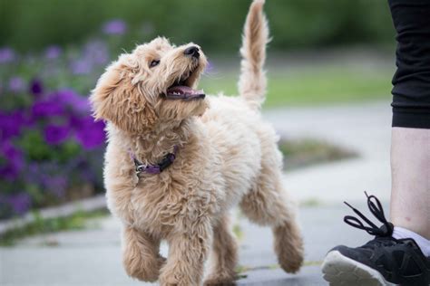 How To Train Your Labradoodle Puppy Top Dog Hub