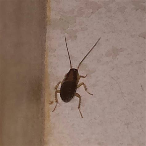 Spirits oder geister können als ektoplasmische wesenheit erscheinen. Hilfe! Habe dunkle flinke Käfer in der Wohnung ...
