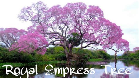 ⚜ Empress Tree Paulownia Tomentosa Fastest Growing Tree In The