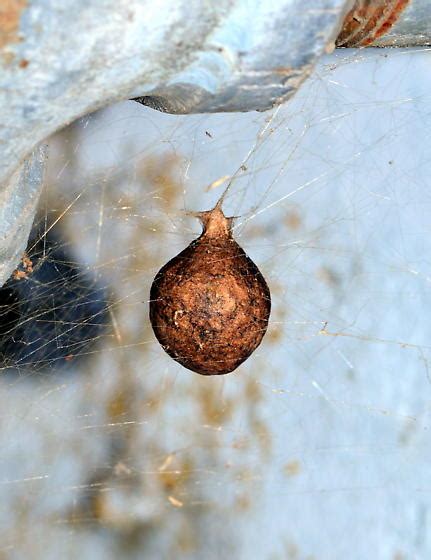 Big Spider Egg Sack Argiope Aurantia Bugguide