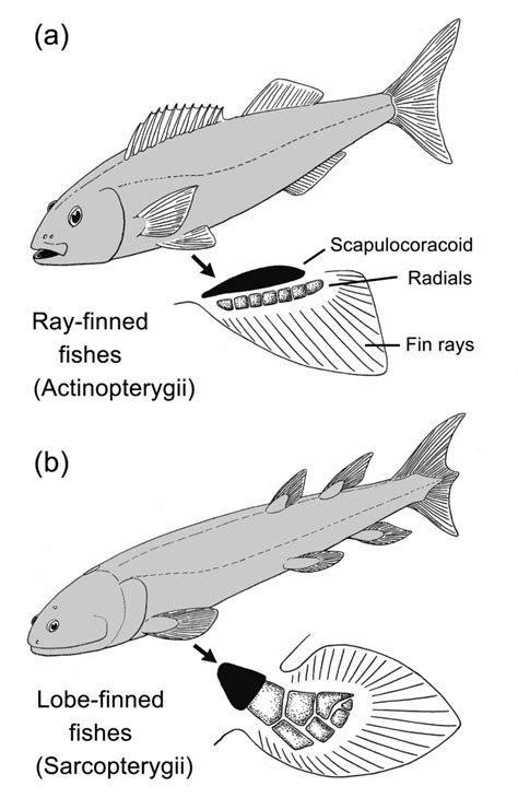 Do Mudskippers And Lungfishes Elucidate The Early Evolution Of Four