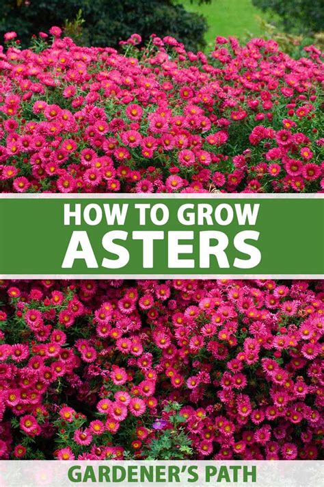 How To Grow And Care For Aster Flowers Gardeners Path