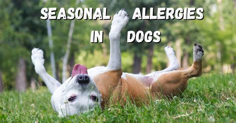 How To Know If Your Dog Has Seasonal Allergies Positive Pets Dog Training