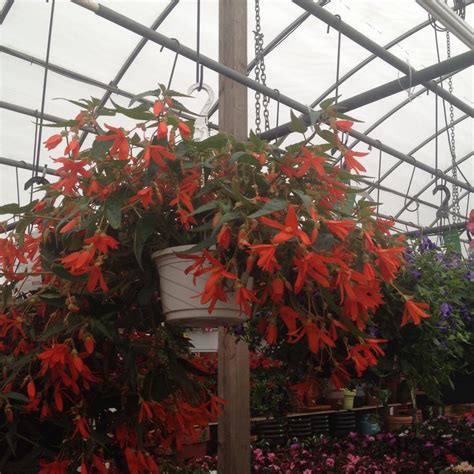 Maybe you would like to learn more about one of these? Bonfire Begonia | Begonia, Plants, Garden center