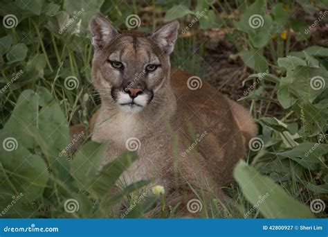 Cougar In Grass Stock Image Image Of Cougar Montana 42800927