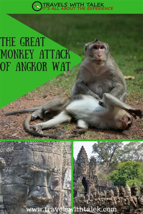 Cambodia The Great Monkey Attack Of Angkor Wat Angkor Angkor Wat