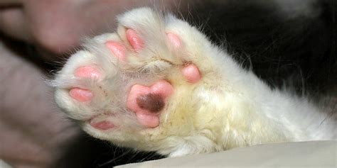 Polydactyl Cats Cats With Extra Toes International Cat