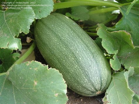 Beginner Gardening A Spaghetti Squash Of A Different Color 3 By