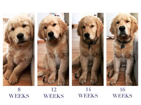 How Much Should A 16 Week Old Golden Retriever Puppy Weight