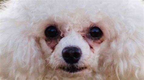 Small White Dogs With Crusty Eyes Know Your Meme