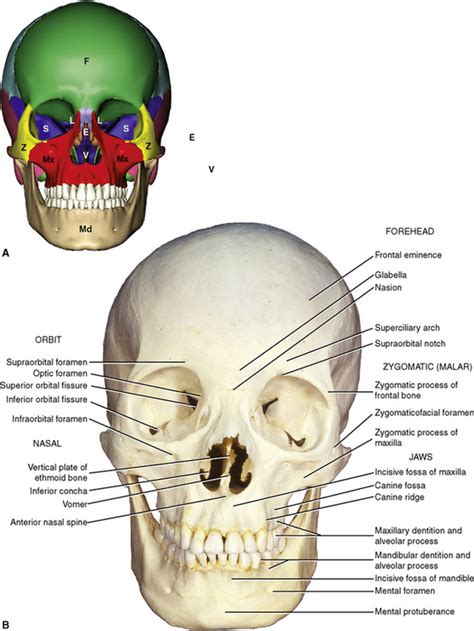 6 The Skull Pocket Dentistry