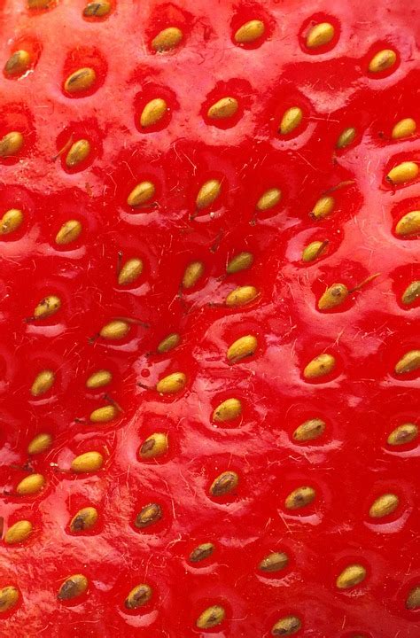 草莓 水果 植物 Pixabay上的免费照片