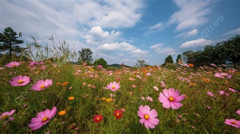 Field Of Cosmos Flowers Under The Blue Sky Background Cosmos