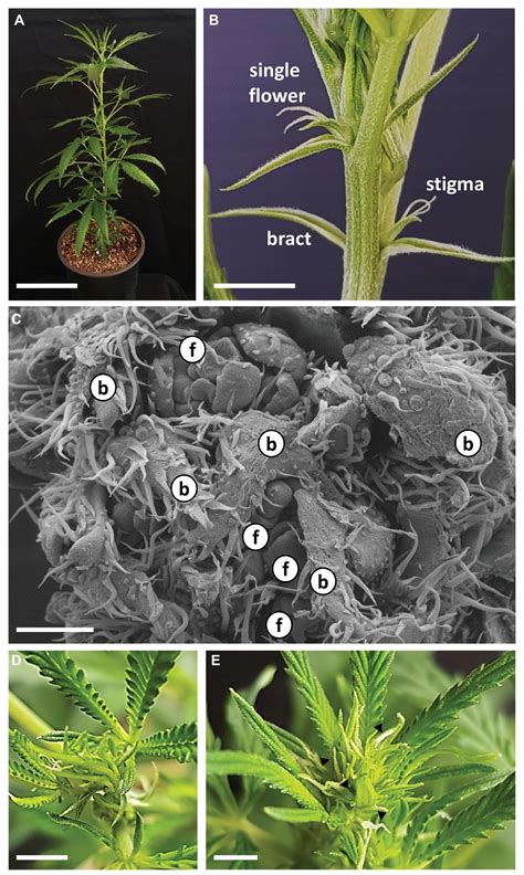 Frontiers Architecture And Florogenesis In Female Cannabis Sativa Plants
