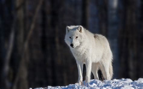 Wolf Wolves Predator Carnivore Winter Snow V Wallpaper 2880x1800