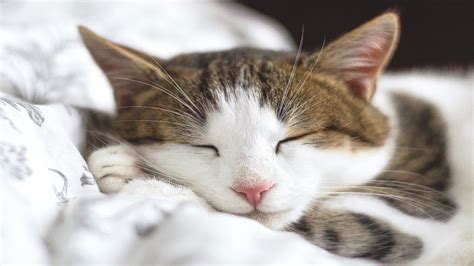 Cat meow sound effects 2hrs relaxing noise calming kitten meowing