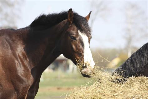 TMJ Inflammation's Impact on Chewing in Horses - The Horse