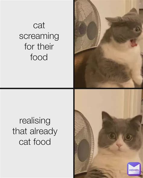 Cat Screaming For Their Food Realising That Already Cat Food