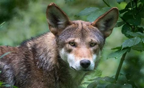 Endangered Wolf Center Zoos Missouri