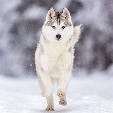 9 Best Dog Breeds For Cold Winter Weather Baxterboo