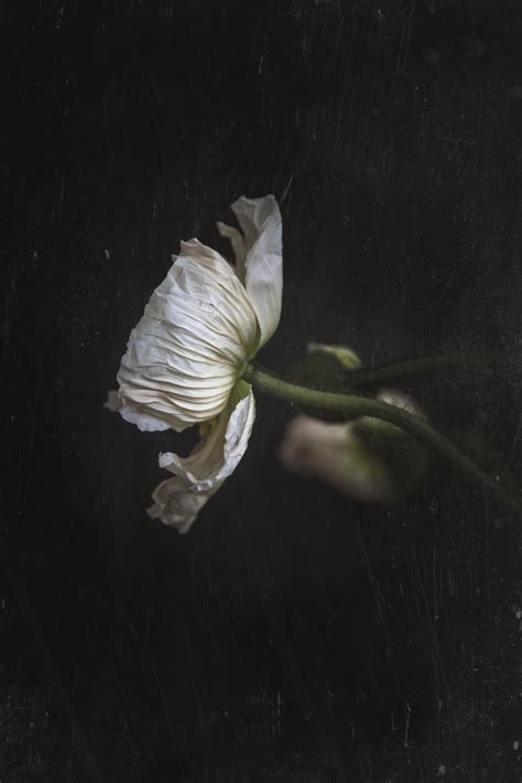 A Single White Flower On A Black Background