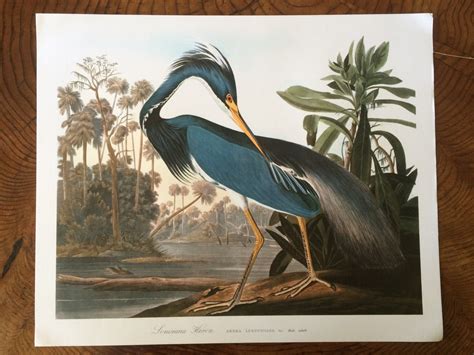 LOUISIANA HERON Large Original Vintage 1964 Audubon Print, 14 x 17 inches, Bird Decor, Vintage ...