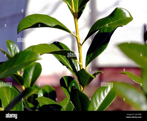 Waxy Deep Green Leaves Closeup In Selective Focus Evergreen