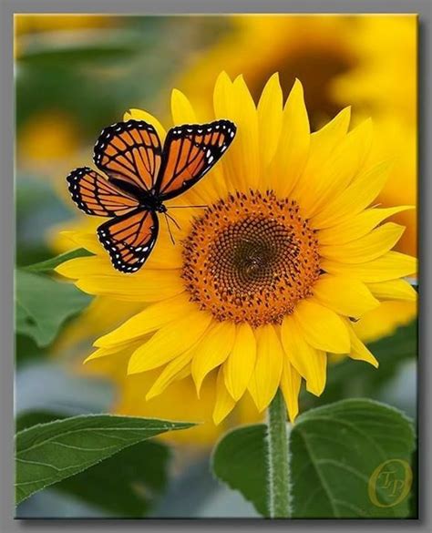 Pin by Alonso Castillo on Sunflowers in 2020 | Sunflower wallpaper