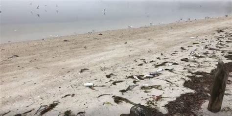 Red Tide Returns Dead Fish Line Shore Of Palma Sola Bay