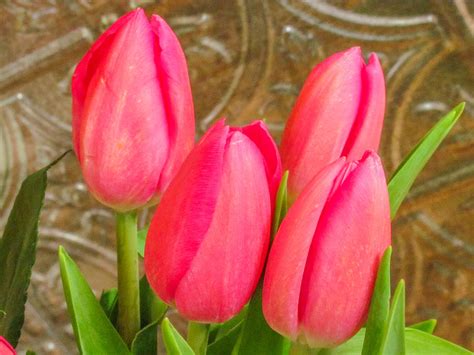 Tulip Buds Photograph By Nic Taylor