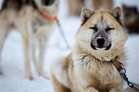 Zoom In On Snow And Ice In Greenland Greenland Dog