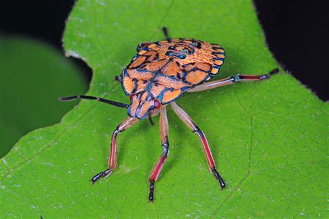 Predatory Stink Bug Apoecilus Cynicus Twin Pines Conse Flickr