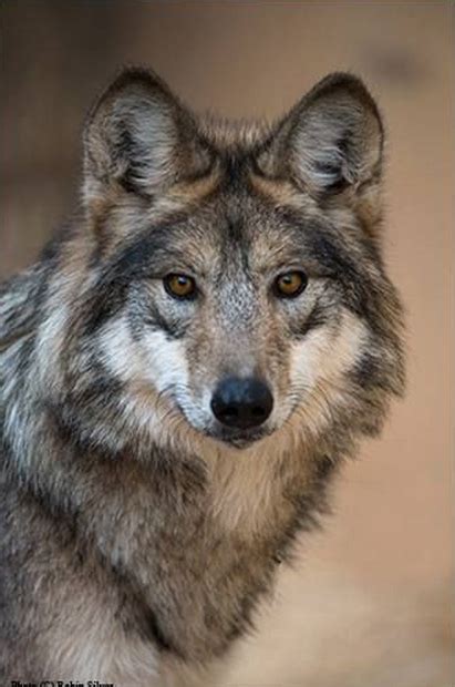 Eripe Lupus Mexican Gray Wolves