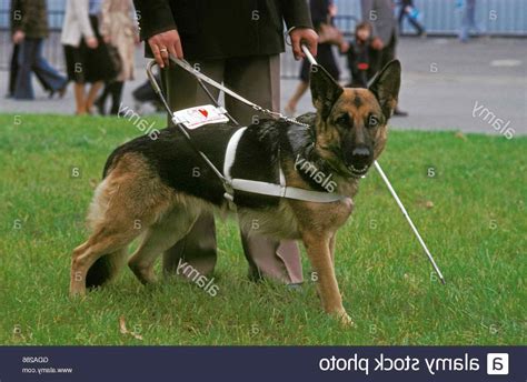 German Shepherd Guide Dog Petsidi