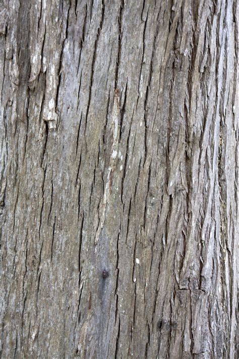Bark Texture Background Free Stock Photo - Public Domain Pictures