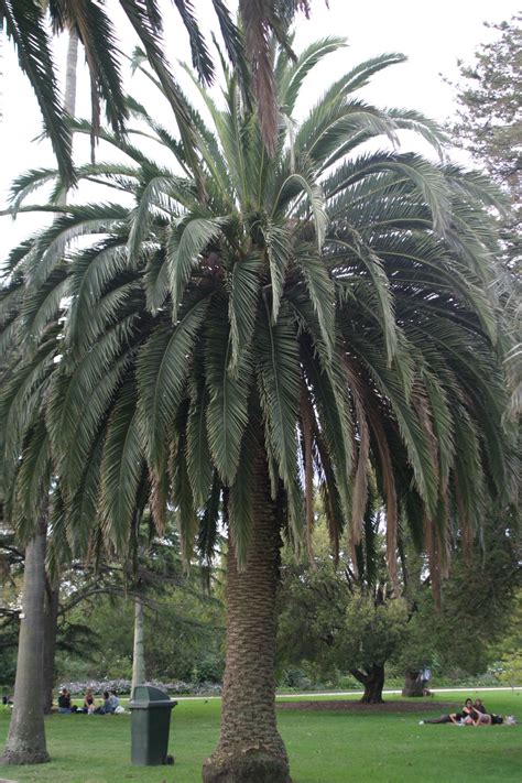 Fileaustralian Palm Tree Wikimedia Commons