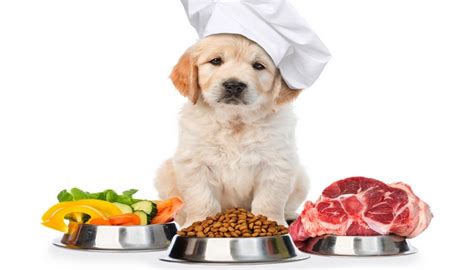 Remember, if you feed your dog food, factor also, if you're feeding your dog a new food, do so gradually so that you can monitor any adverse if your dog does get ahold of too much nutmeg, it could lead to seizures, stomach discomfort, dry. 4 Reasons to Feed Human Food to Dogs (and why homemade is ...
