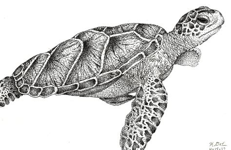 Realistic Sea Turtle Drawing At Paintingvalley Com Explore Collection