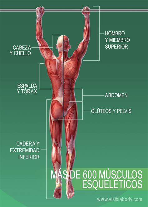 Decano 945 Intensivo Funciones Del Sistema Muscular Verde Límite Disciplina