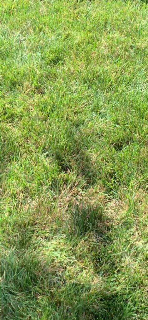 Brown Patch The Most Common Problem Of Fescue Lawns — Hall Stewart