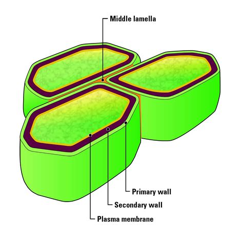 What Is The Function Of The Middle Lamella In The Cell Wall